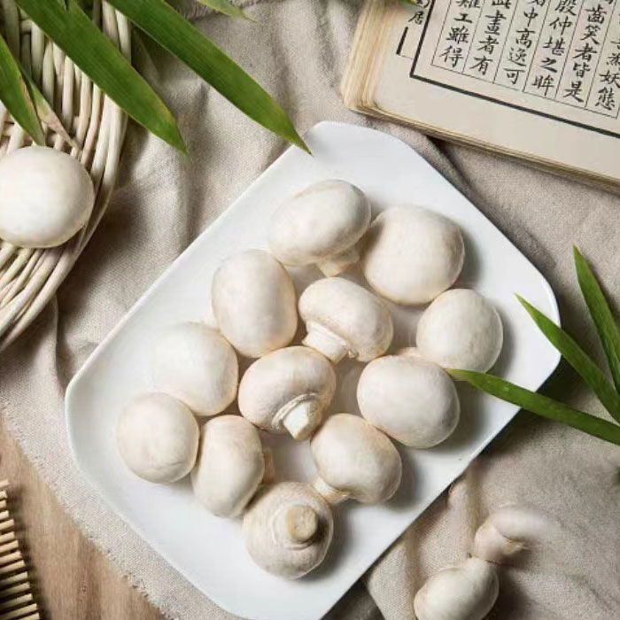 雙孢菇